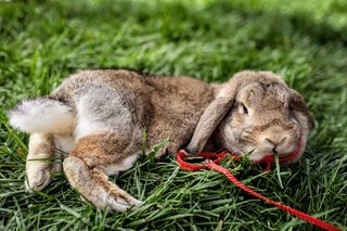 A brown bunny lounges while wearing a red harness.