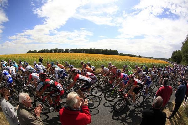 The peloton passes a field of sunflowers