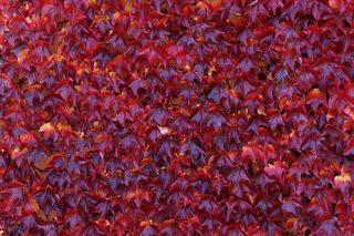 dark red autumn leaf