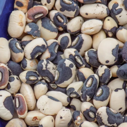 Cowpea, Phenomenal