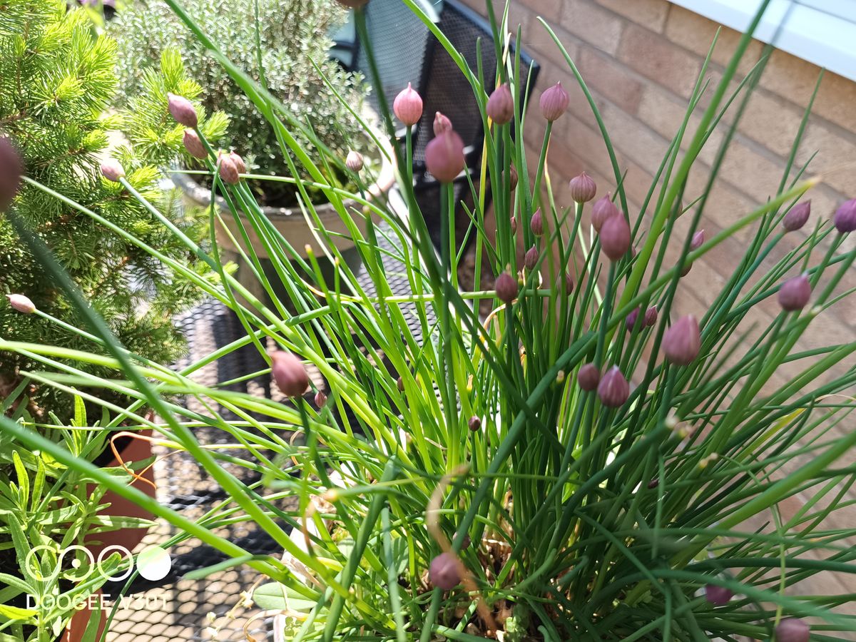 Doogee V30T Photo Examples