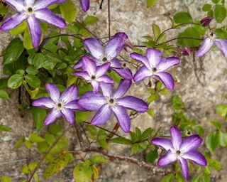 Clematis Viticella Venosa Violacea