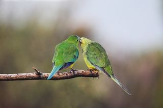 A male parrot feeding his mate.