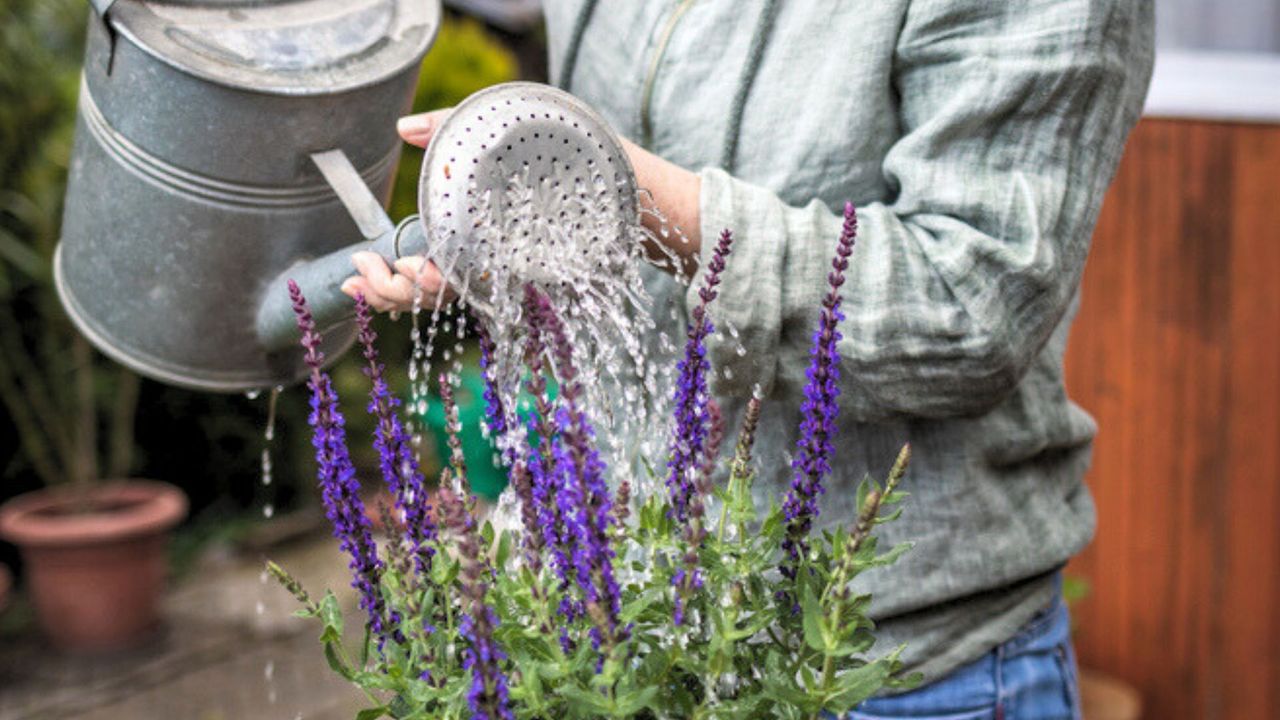 Watering Freshly Planted Perennial Salvia