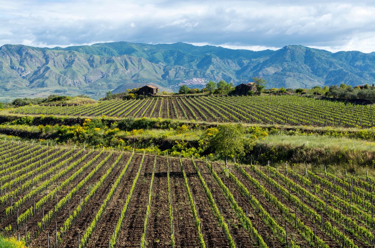 Vineyards near Mount Etna