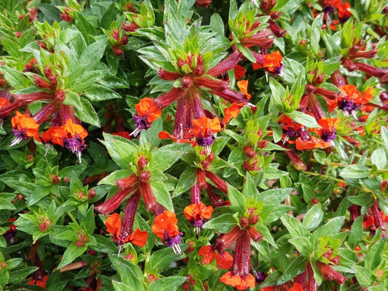 Colorful Cuphea Plants