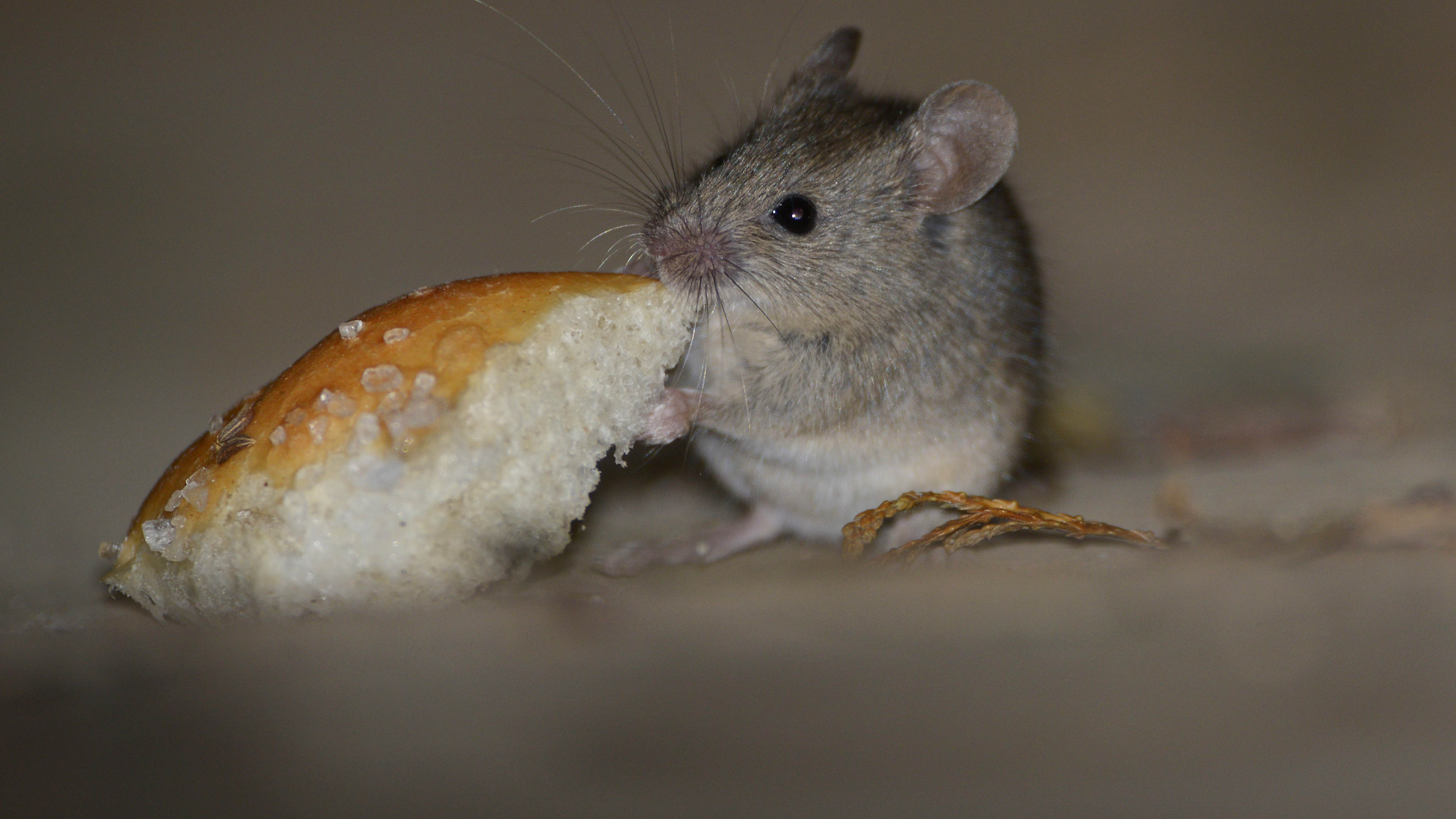 Мышь ест остатки еды