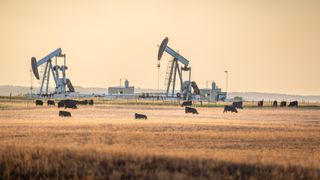 Cows graze in a golden field during sunset with oil rigs in the background