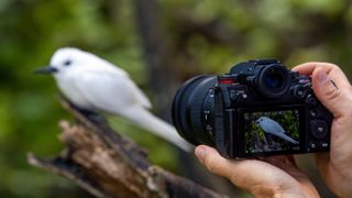 A lifestyle image of the Panasonic Lumix S1R II taking a photo of a white bird