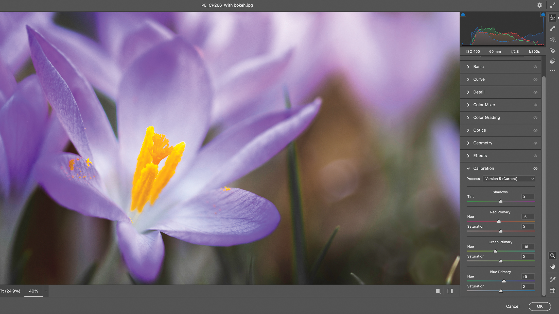 A digital photo of vibrant purple flowers, likely crocuses, being edited in Photoshop. The interface shows layers and color tools