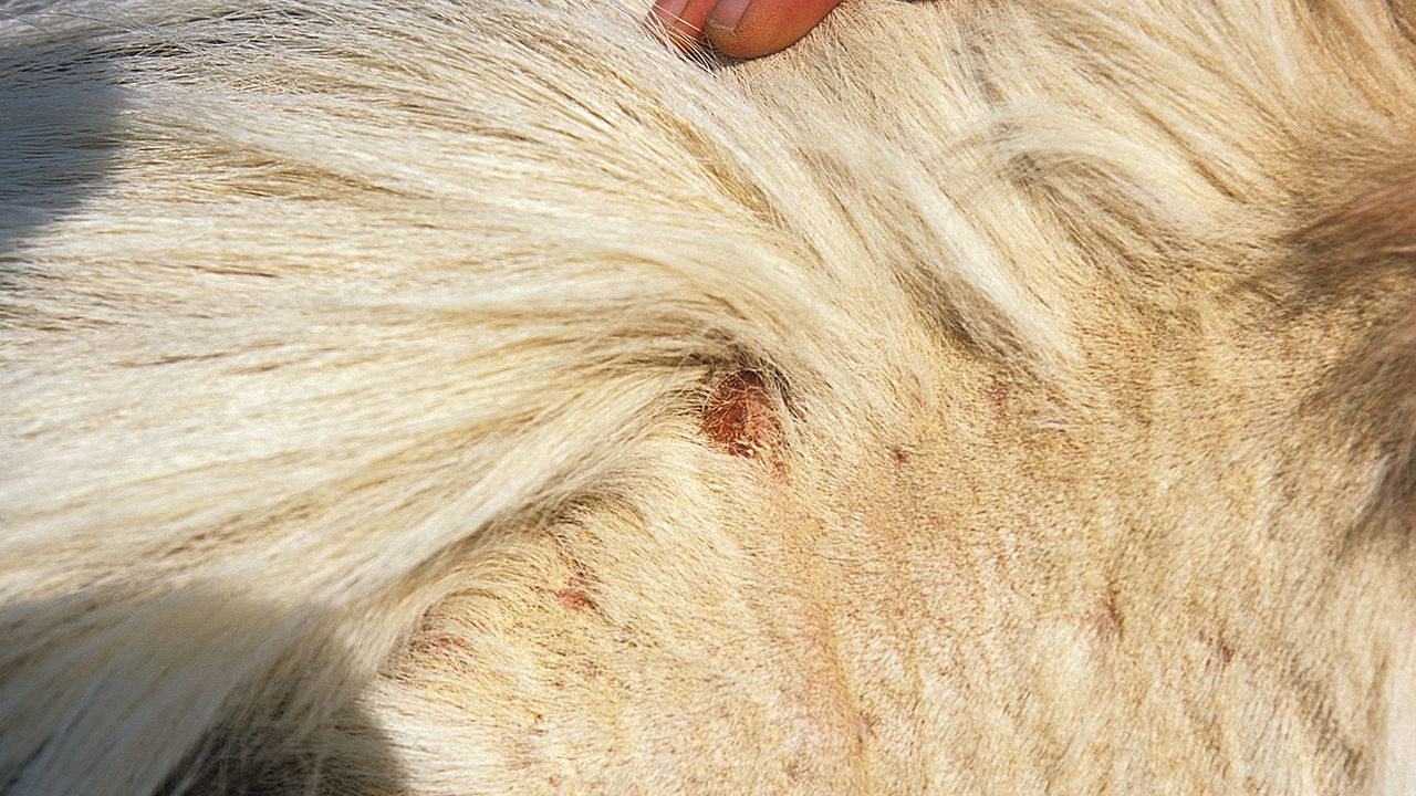LiceInfection_Ailments_06_147143302_202774371.jpg