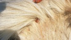 LiceInfection_Ailments_06_147143302_202774371.jpg