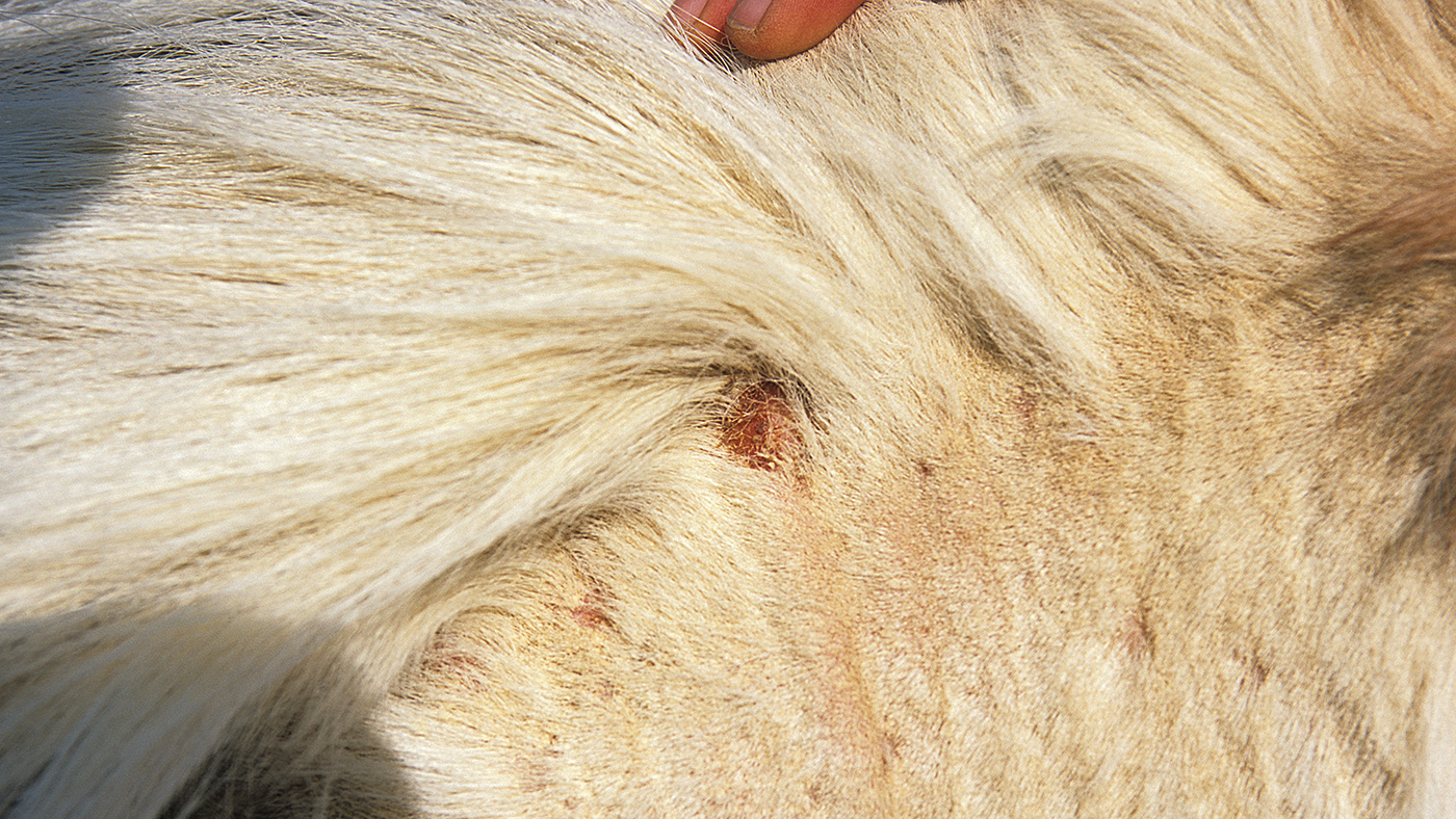 LiceInfection_Ailments_06_147143302_202774371.jpg