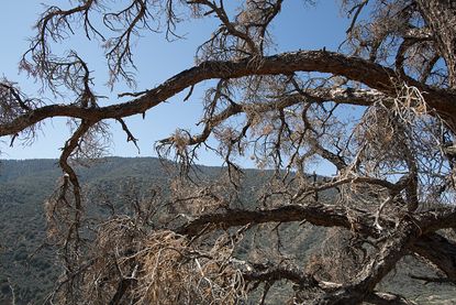 U.S. Forest service keeps the location of oldest tree a secret. 