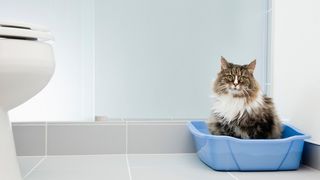 Is my cat sick? Cat sat in a litter tray