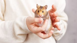 Hamster being held in woman's hands