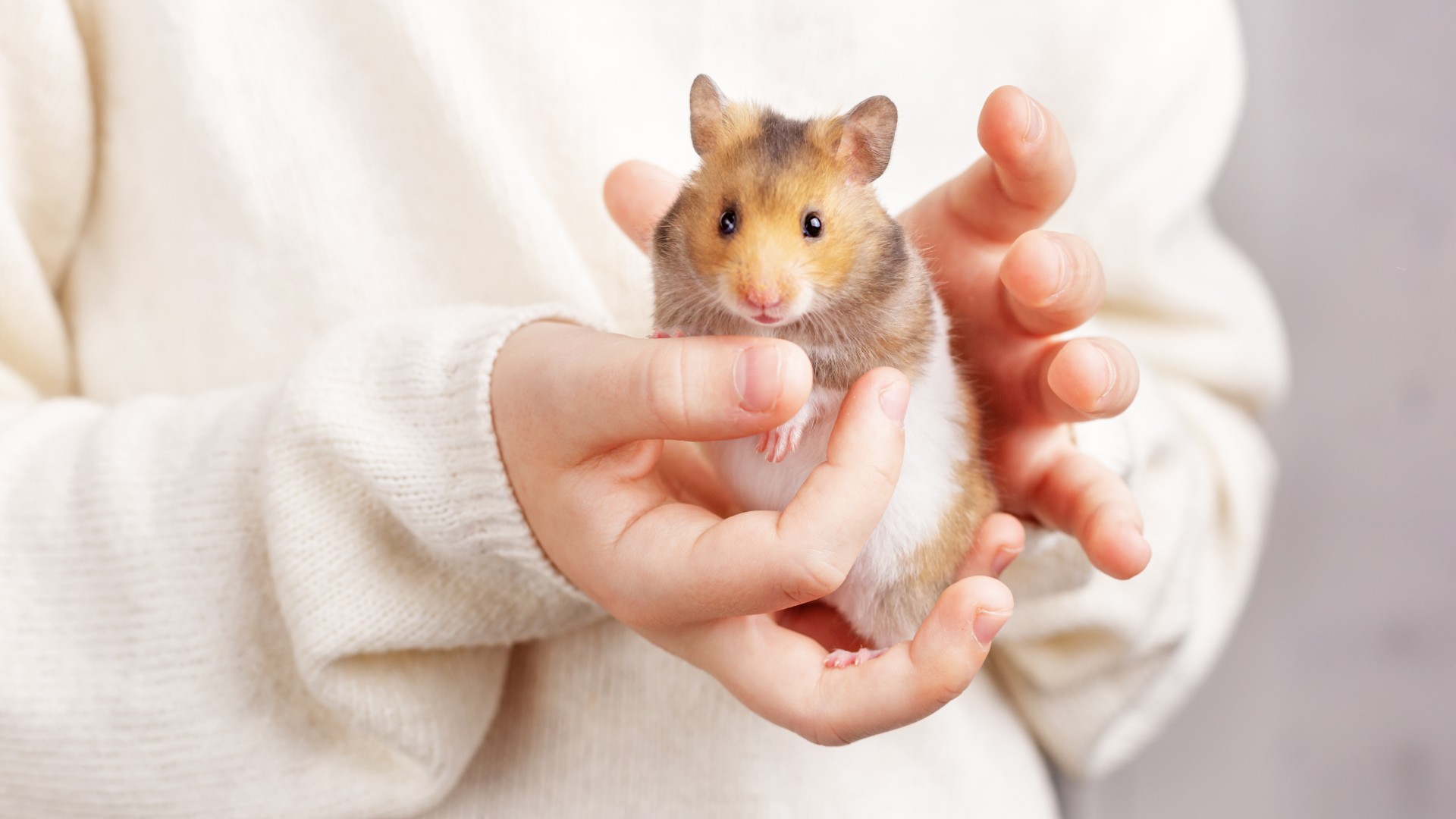 Veterinarians Answer Questions About Hamsters You're Scared to Ask