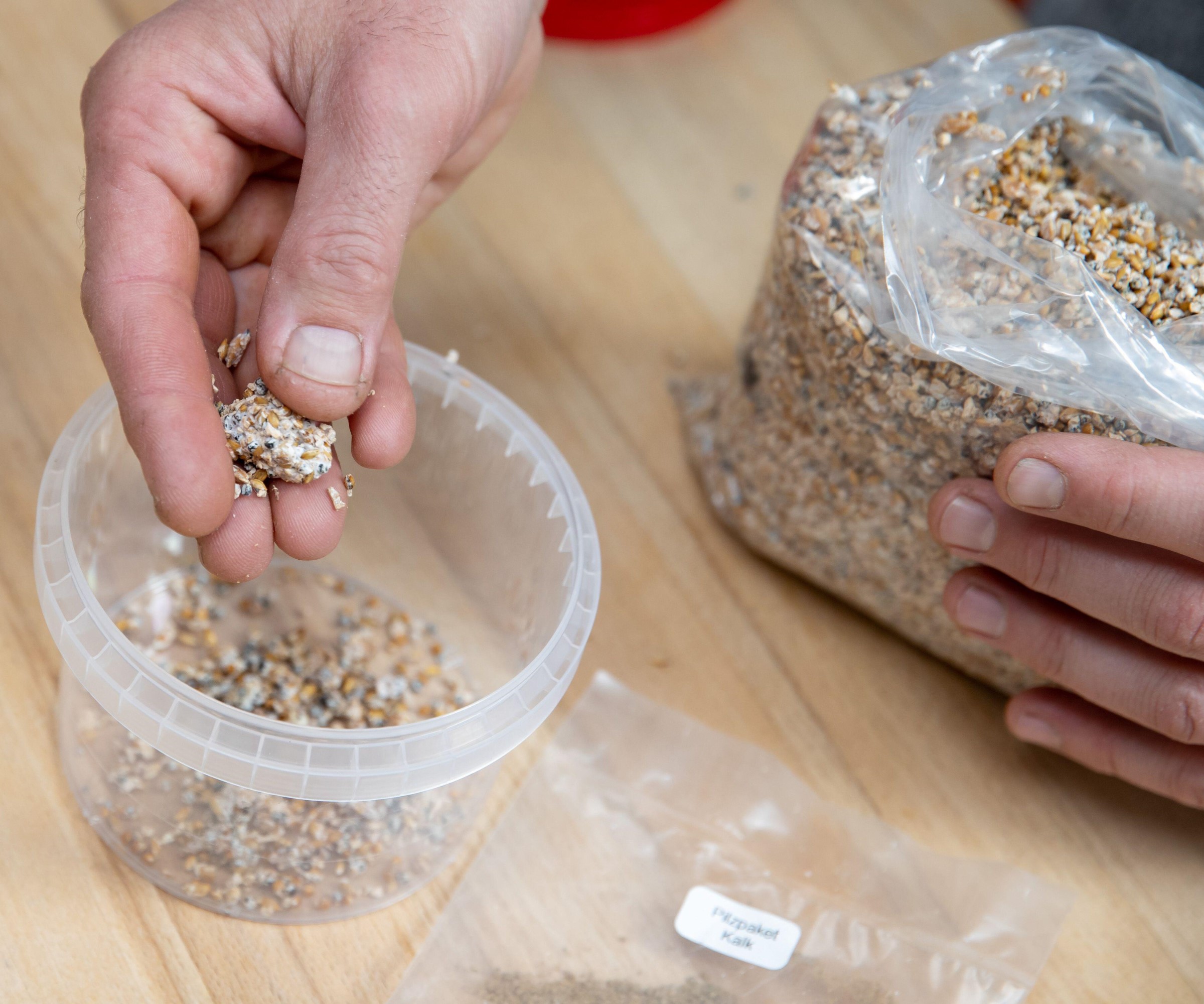 Oyster mushroom spawn being added to a growing kit