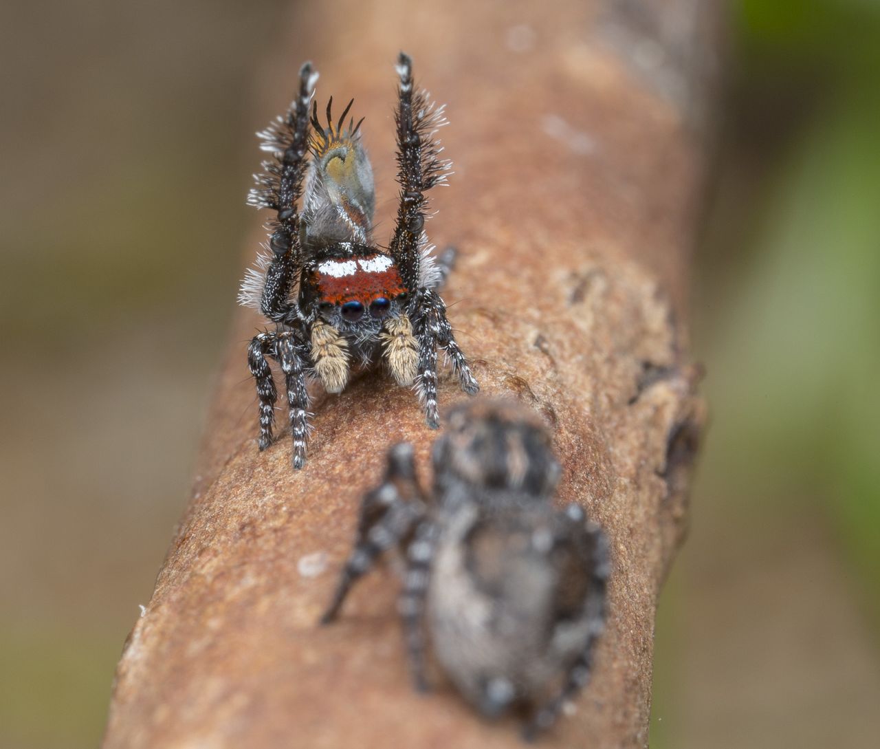 Maratus tortus.