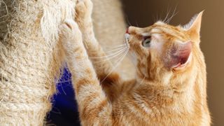 Ginger cat with claws on scratching post