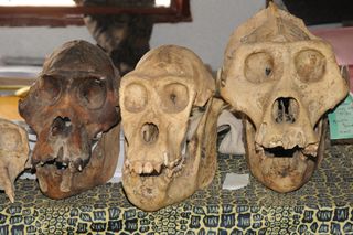 Poached Grauer's gorilla skulls