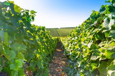 French vineyards