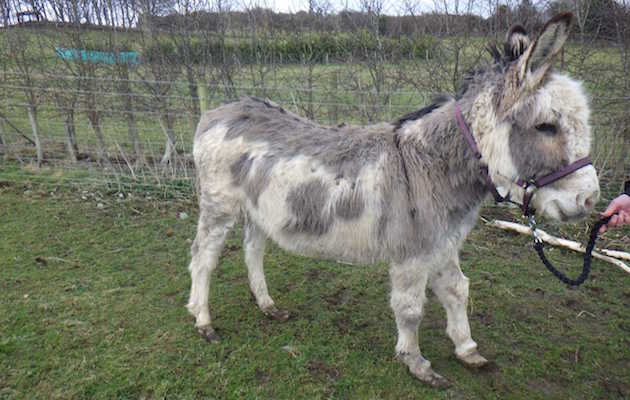 Poordonkey1