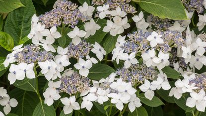 hydrangea varieties lanarth white flowering in summer border
