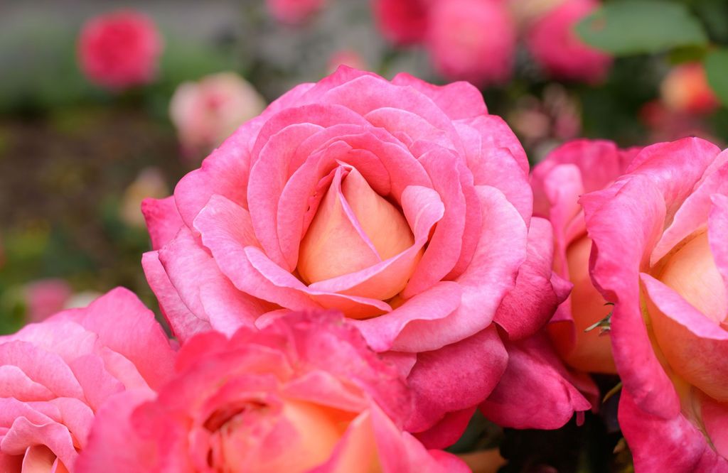 Discover Your Birth Month Rose & Its Unique Meaning | Gardening Know How