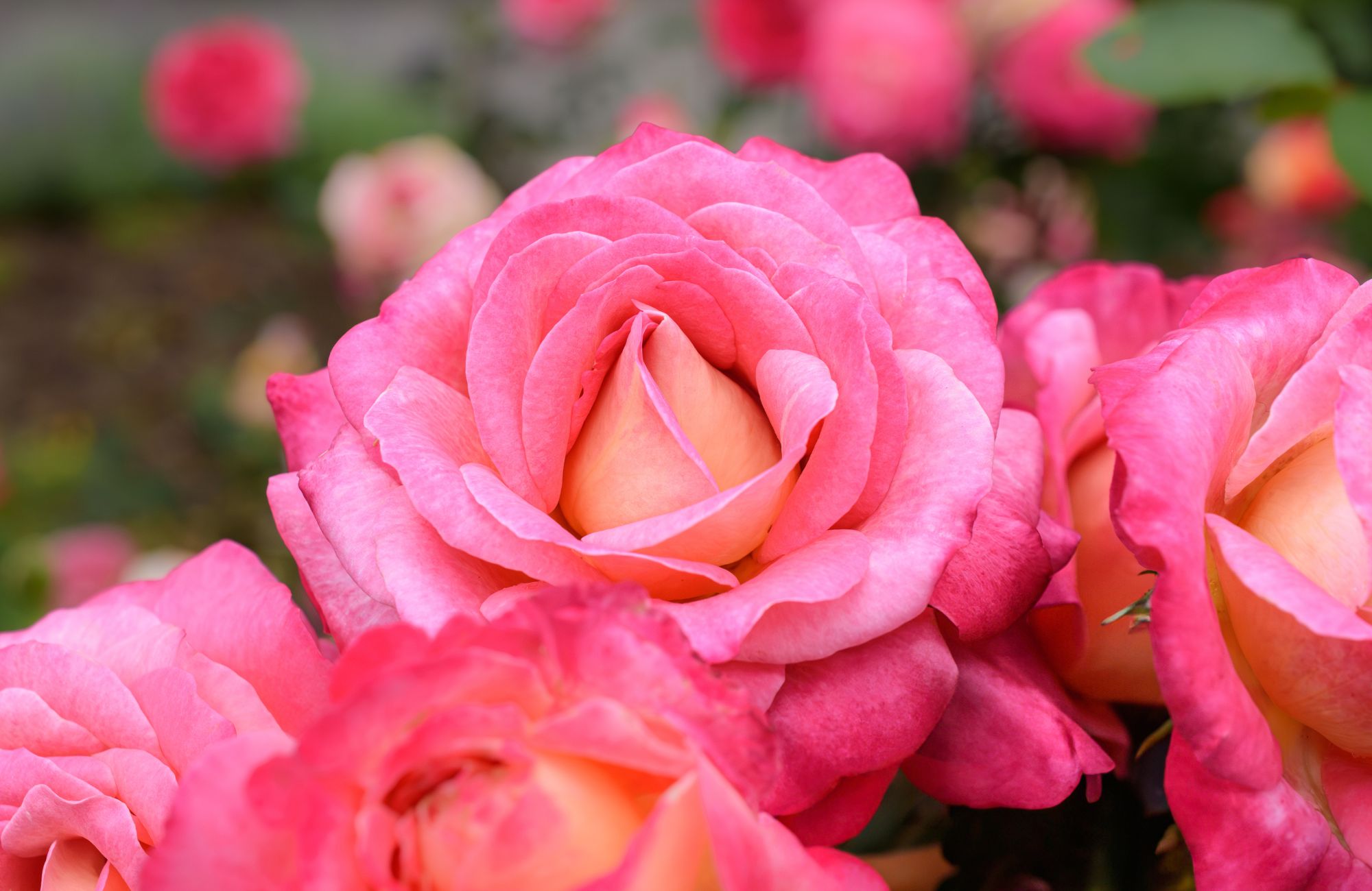 A close-up of a light pink rose in bloom, set against green foliage with scattered roses in the background.