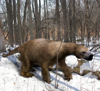 A giant ground sloth, which looks very similar to a bear.