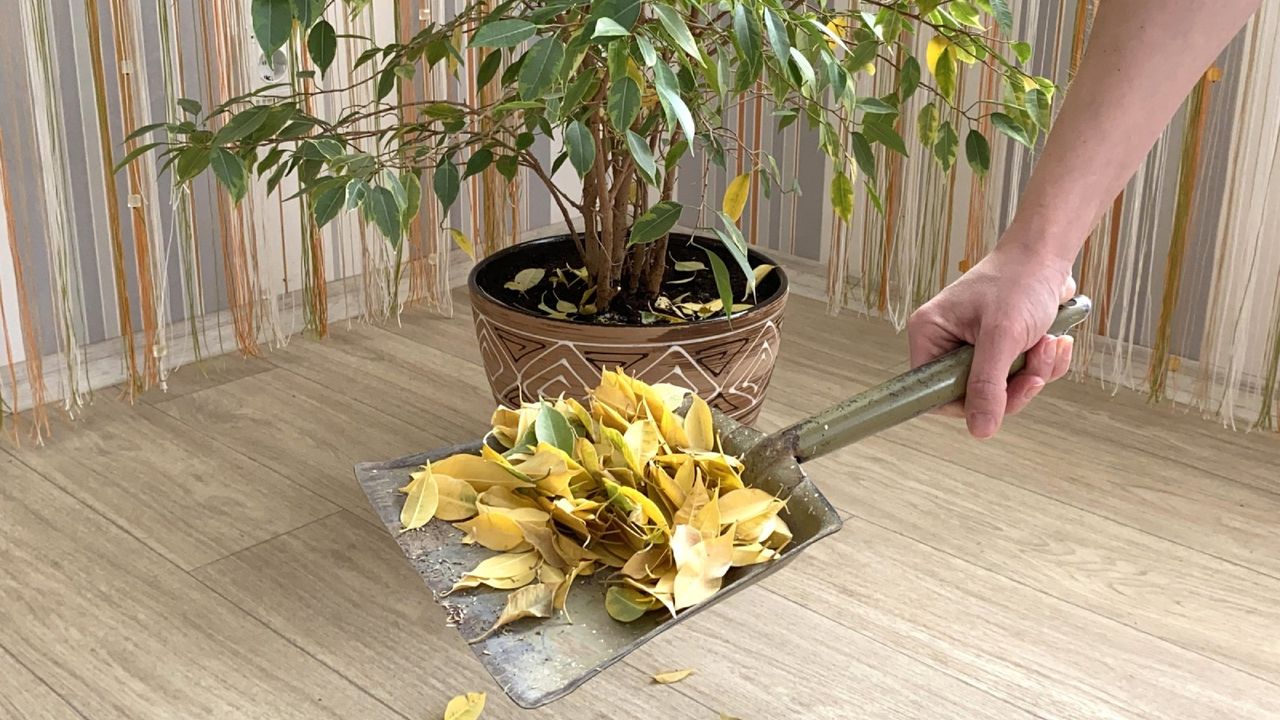 A hand holds a dustpan of yellow leaves in front of a potted ficus plant