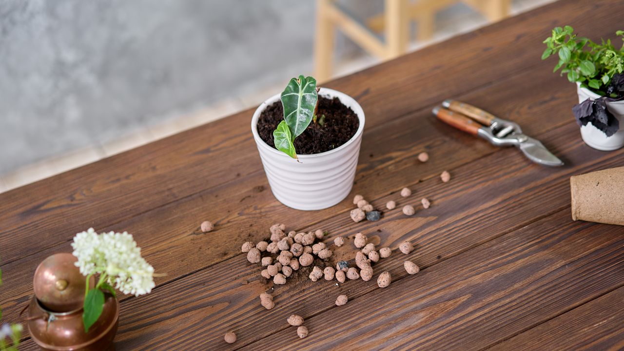 propagate Elephant Ears Table with newly repotted Alocasia in ceramic pot on the wooden table Concept of home garden