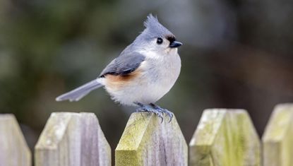 Tufted Titmouse (Baeolophus bicolor) perched on a wooden picket fence in Iowa
