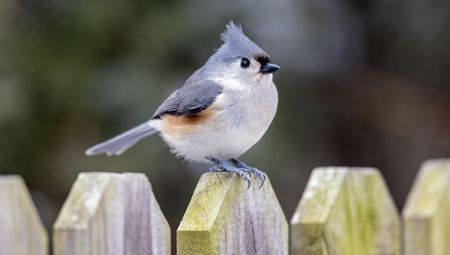 Tufted Titmouse (Baeolophus bicolor) perched on a wooden picket fence in Iowa
