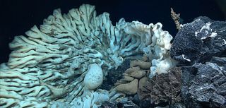 A sponge the size of a minivan, the largest on record, identified during a deep-sea expedition in Papahānaumokuākea Marine National Monument off Hawaii.
