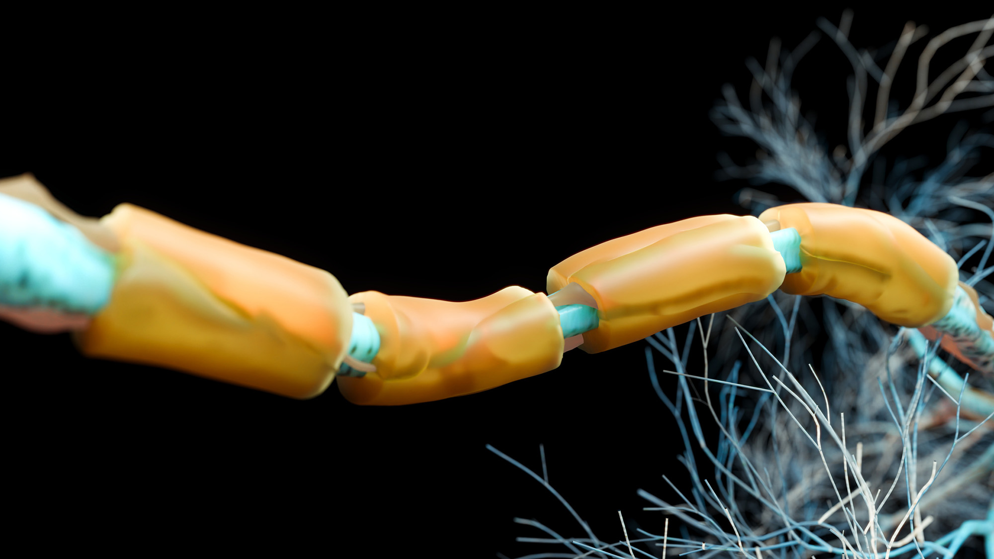 A close up on an axon with myelin shown in orange