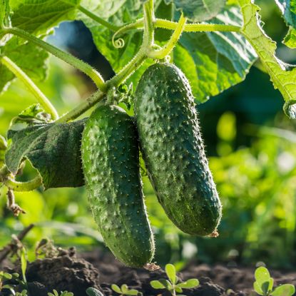 Cucumbers growing in the garden