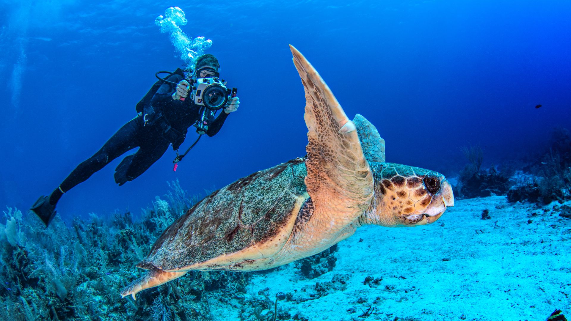 The best underwater housings for cameras and phones in 2024 Digital