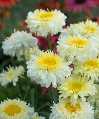 how to grow chrysanthemums: Shasta Daisy Real Charmer