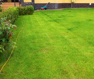 A mowed lawn in the garden
