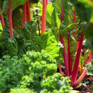 Close up of rainbow Swiss chard growing in vegetable garden