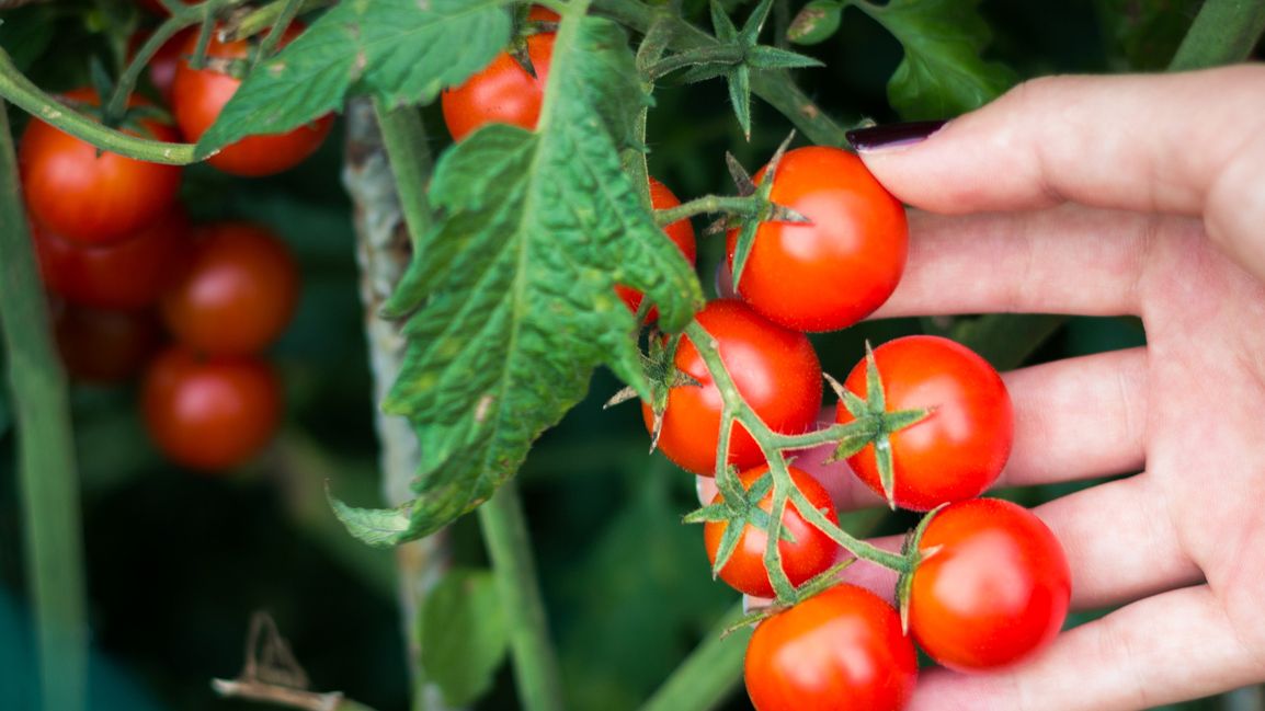 tomato plant