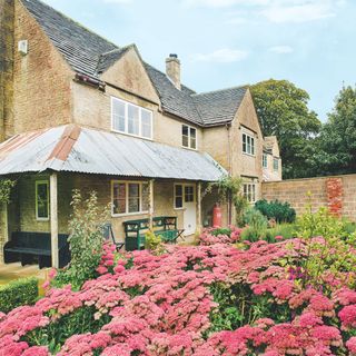 Pink flowering sedum plants next to house in garden