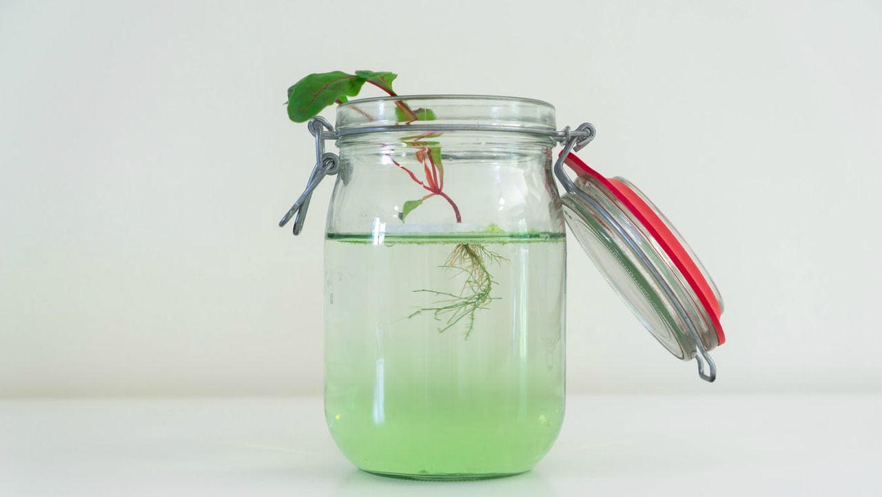 Roots growing in a jar