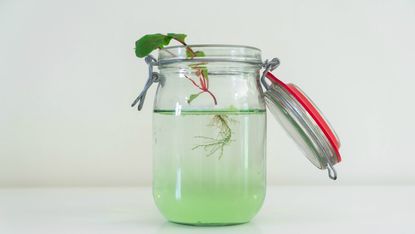 Roots growing in a jar