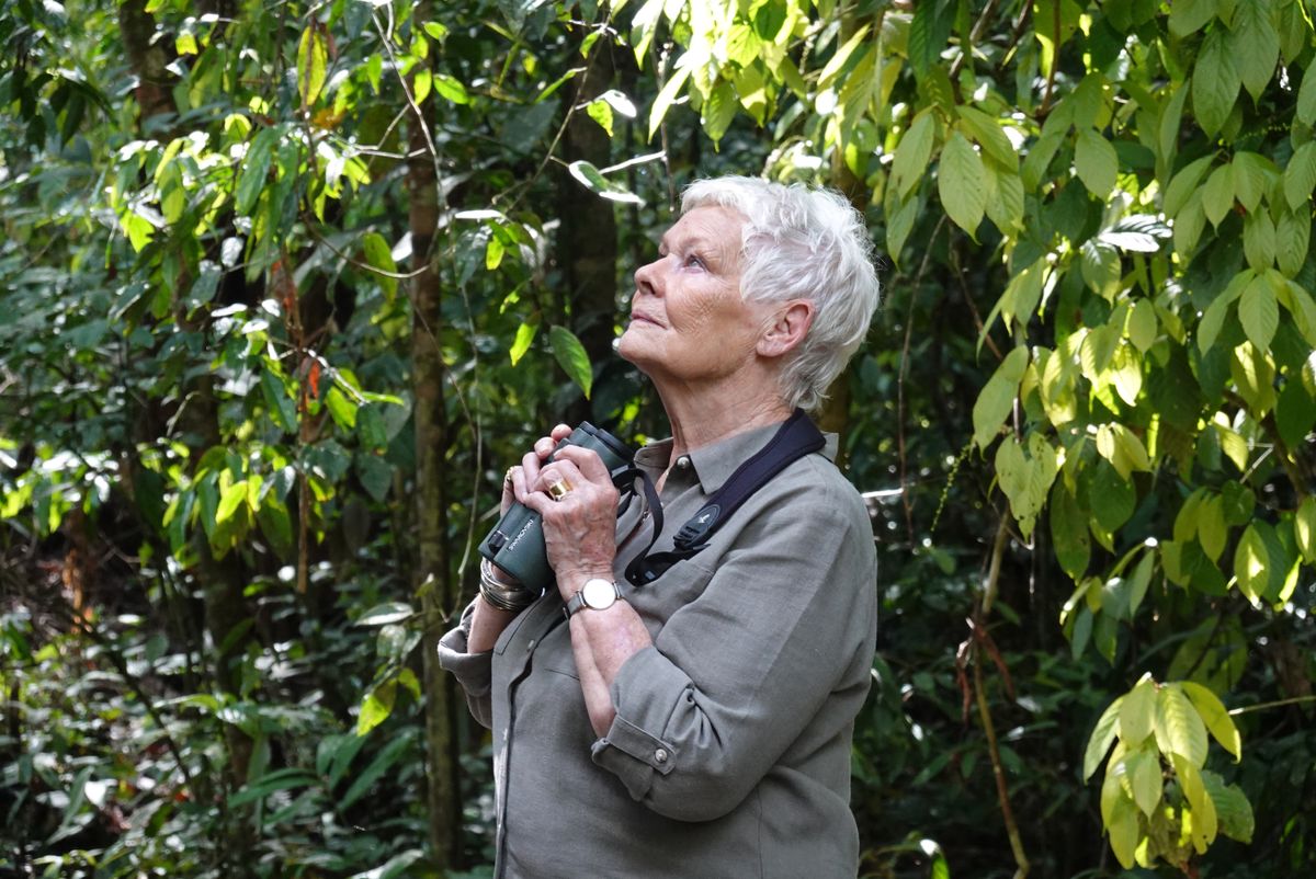 Judi Dench&#039;s Wild Borneo Adventure