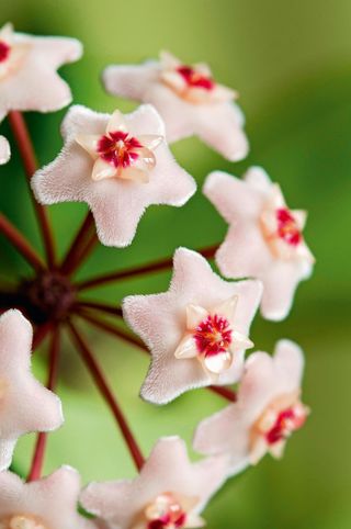 climbing plant