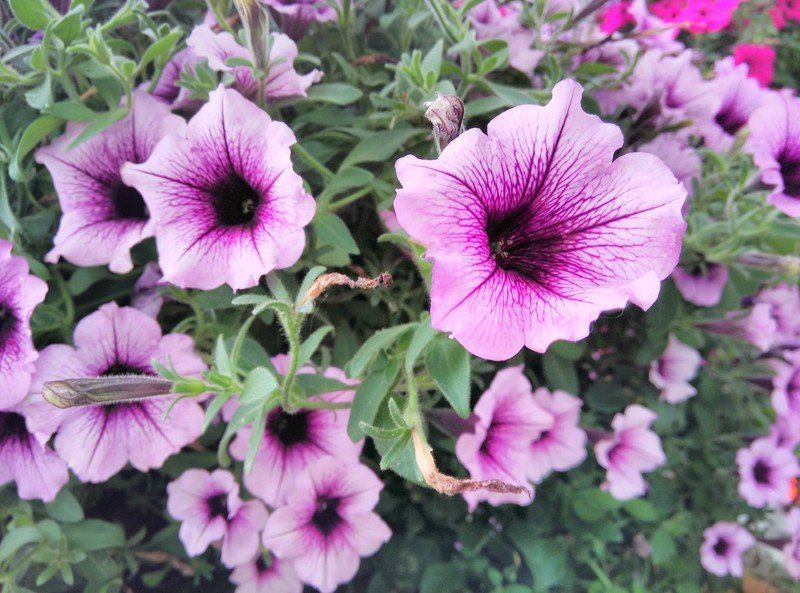Vertu Signature Touch Camera Sample