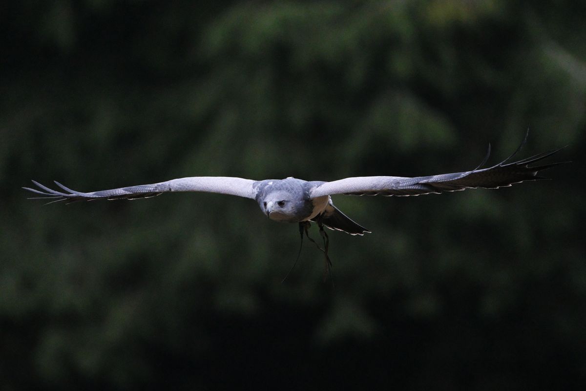 A photo of a bird of prey captured using a Fujifilm X-H2S and XF 400mm F4.5 R LM OIS WR telephoto lens